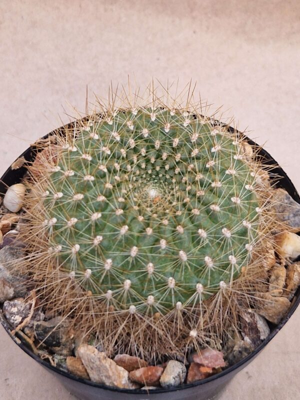 Rebutia sp