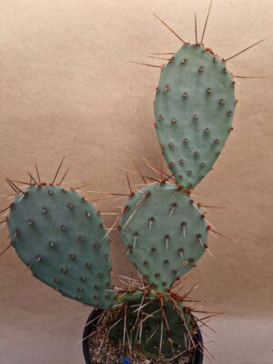 20260921_163348 Opuntia sp