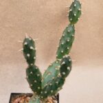 20260921_163412 Opuntia fragilis