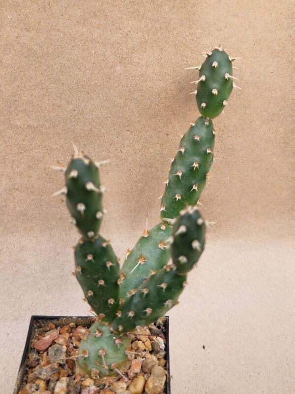 Opuntia fragilis