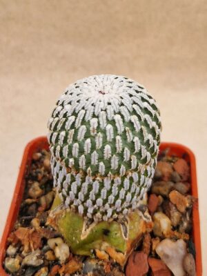 20260921_163627 Pelecyphora sp