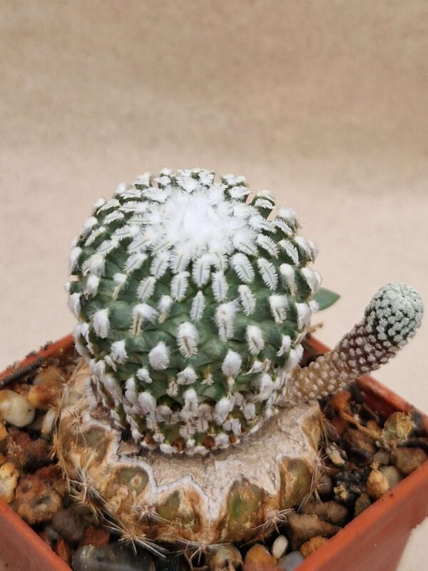 Pelecyphora sp