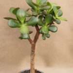 20260921_163914 Crassula ovata f minima