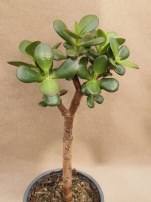 Crassula ovata f minima
