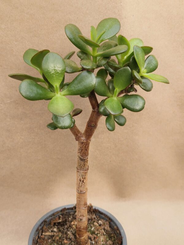 Crassula ovata f minima