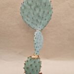 Opuntia sp