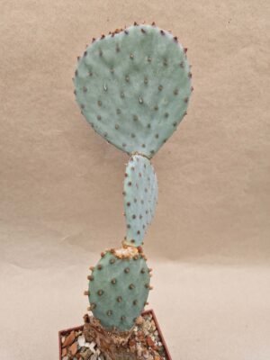 20260921_165709 Opuntia sp