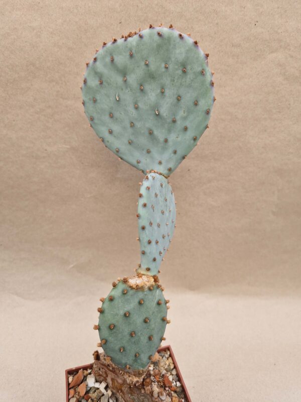 Opuntia sp