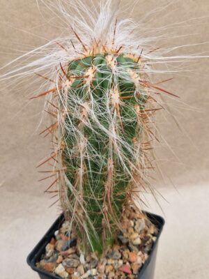 20260921_171153 Oreocereus celsianus