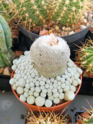 20260921_171843 Epithelantha micromeris