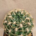20260924_154150 Gymnocalycium monvillei