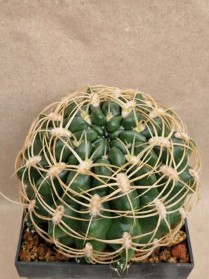 20260924_154150 Gymnocalycium monvillei