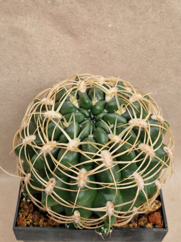 Gymnocalycium monvillei