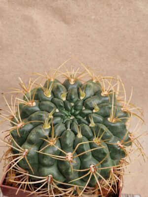 20260924_154239 Gymnocalycium monvillei