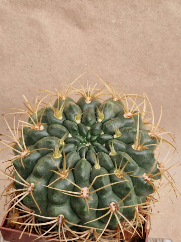 Gymnocalycium monvillei