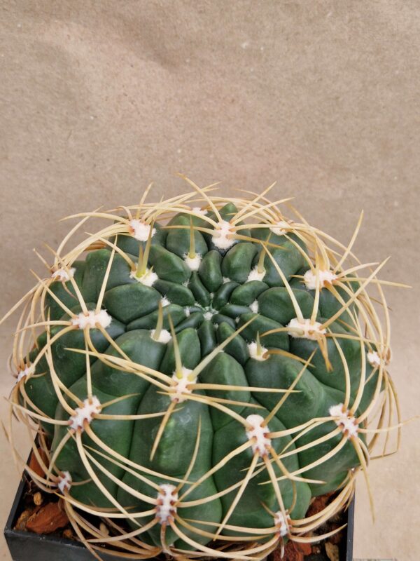 Gymnocalycium monvillei