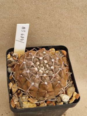 20260924_154422 Gymnocalycium sp BS