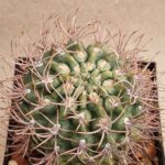 20260924_154701 Gymnocalycium neohuberii