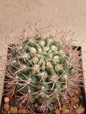 20260924_154701 Gymnocalycium neohuberii
