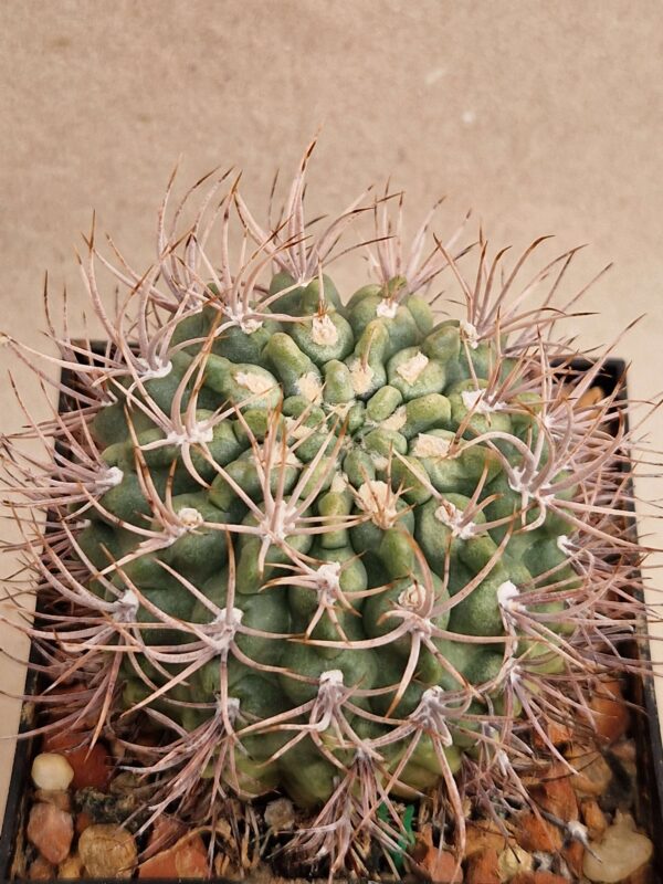 Gymnocalycium neohuberii