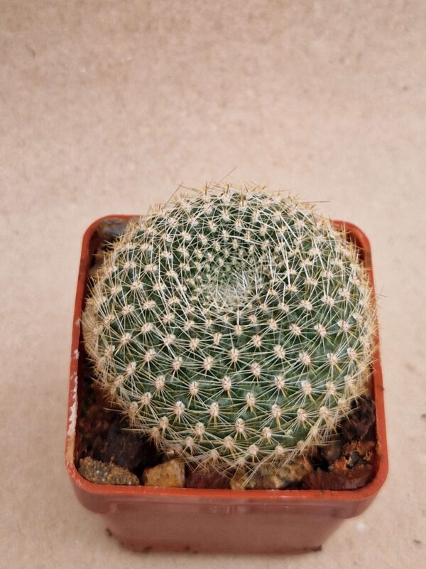 Rebutia sp