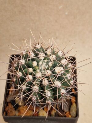 20260924_154841 Gymnocalycium reductum