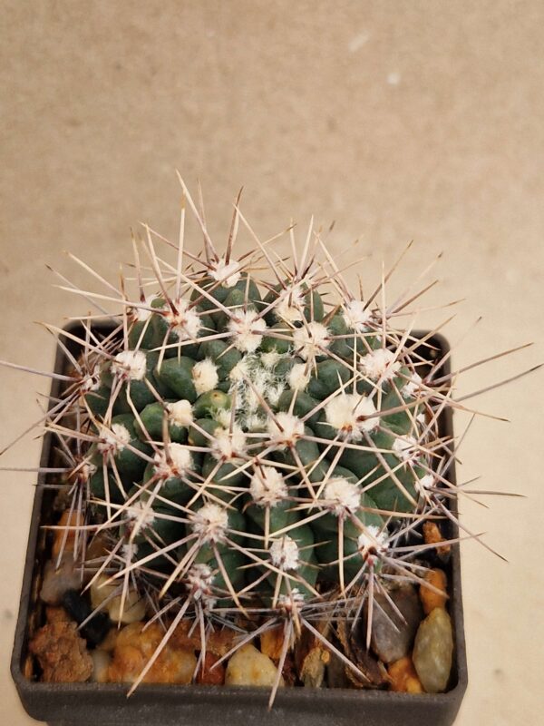 Gymnocalycium reductum