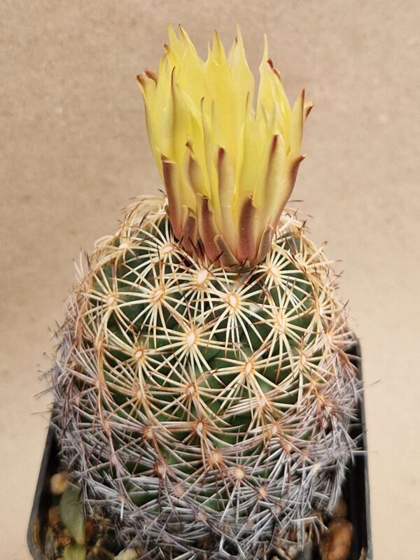 Coryphantha pectinata