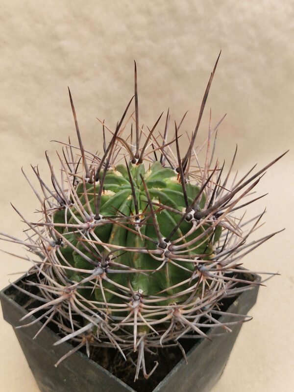 Lobivia sp