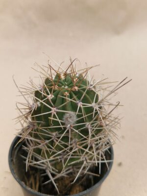 20260925_161034 Lobivia lateritia v citriflora