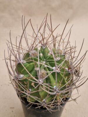 20260925_161057 Lobivia lateritia v imporana