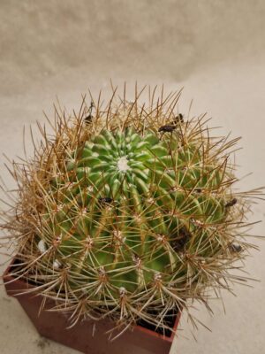 20260925_161135 Lobivia chrysochete v miniatiflora