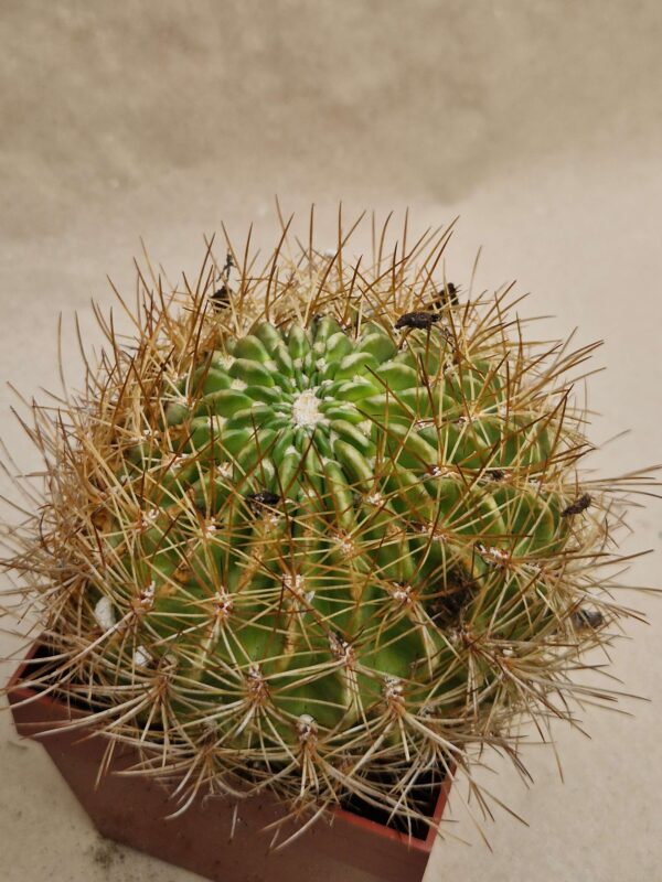 Lobivia chrysochete v miniatiflora