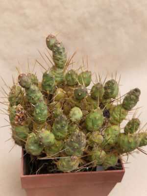 20260925_161153 Tephrocactus ovata