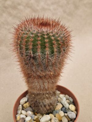 20260925_164750 Notocactus sp