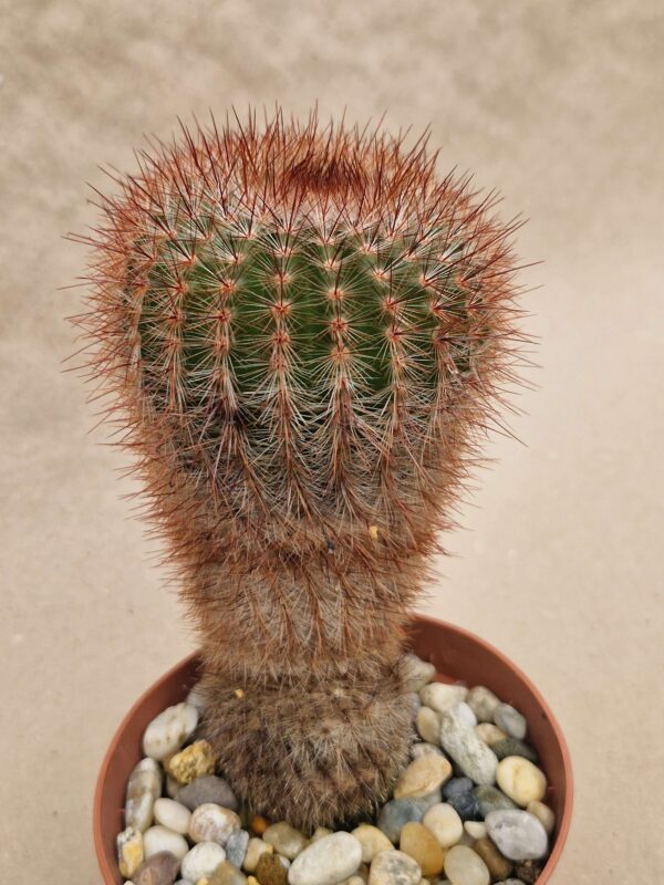 Notocactus sp
