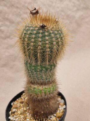 20260925_164808 Notocactus sp