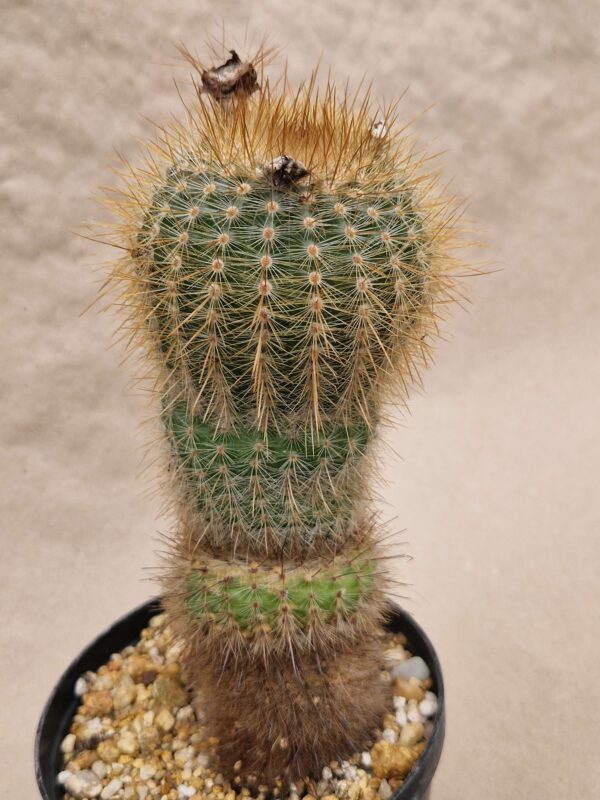 Notocactus sp