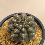 20260925_164821 Gymnocalycium sp