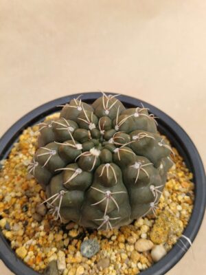 20260925_164821 Gymnocalycium sp