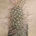 Lobivia haematantha v elongata