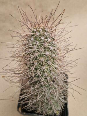 20260925_164852 Lobivia haematantha v elongata