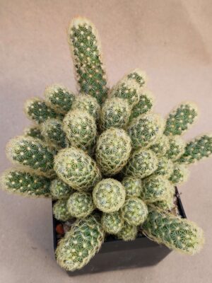 20260926_095435 Mammillaria elongata