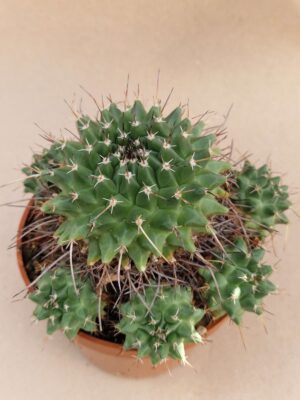 20260926_101328 Mammillaria sp