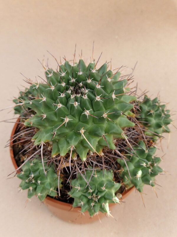 Mammillaria sp