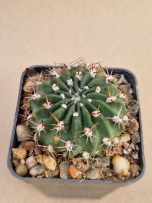 20260926_101406 Lobivia pugionacantha v culpinensis