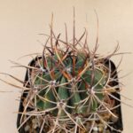 Lobivia sp