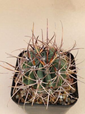 20260926_101544 Lobivia sp