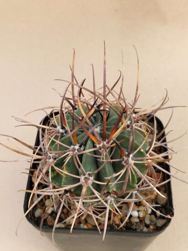 Lobivia sp