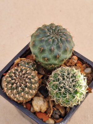 20260926_101845 Sulcorebutia mix